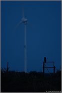 Gefährdungspotential Windkraft... Europäischer Uhu *Bubo bubo*