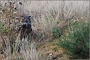 ernsthafter Blick... Europäischer Uhu *Bubo bubo*