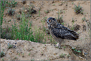 abflugbereit... Europäischer Uhu *Bubo bubo*