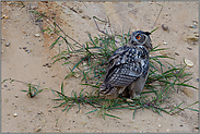 umblickend... Europäischer Uhu *Bubo bubo*