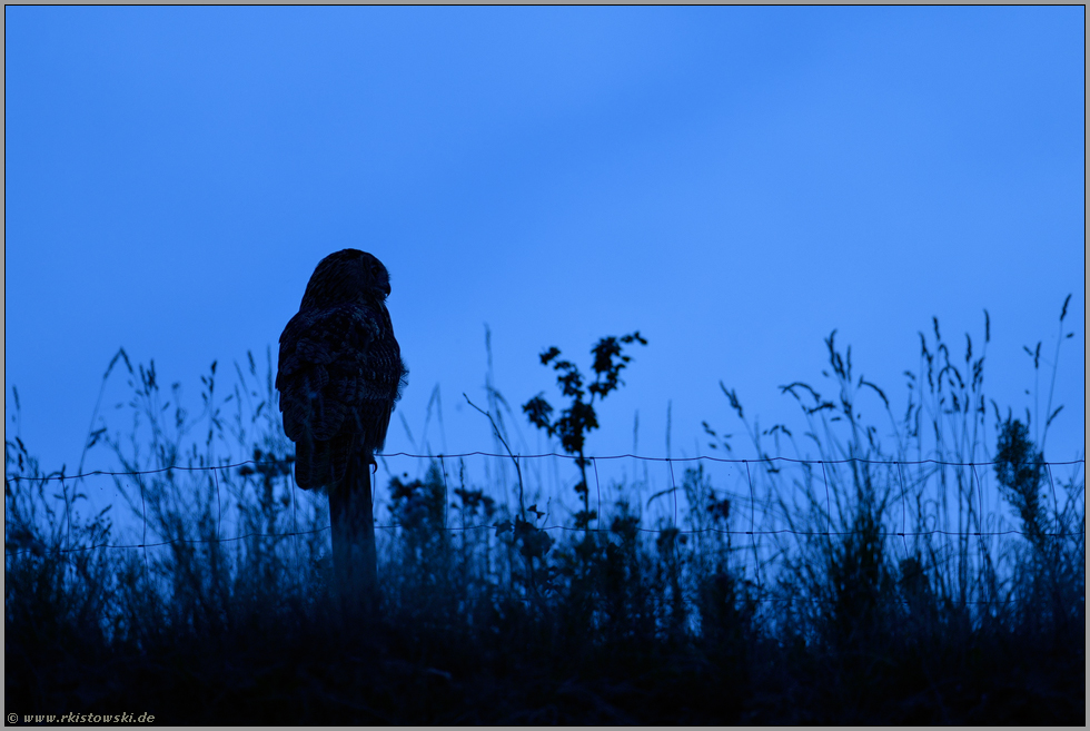 nächtlicher Jäger in Feld und Flur... Europäischer Uhu *Bubo bubo*