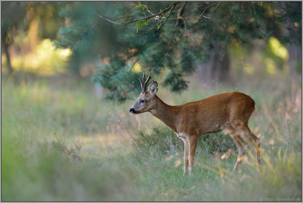 am Waldrand... Rehbock *Capreolus capreolus*