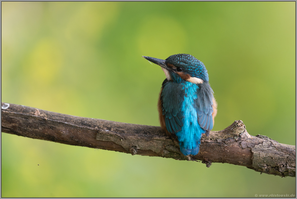 noch jung... Eisvogel *Alcedo atthis*