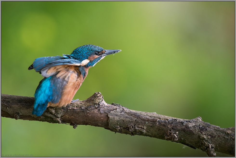 nachdrücklich... Eisvogel *Alcedo atthis*