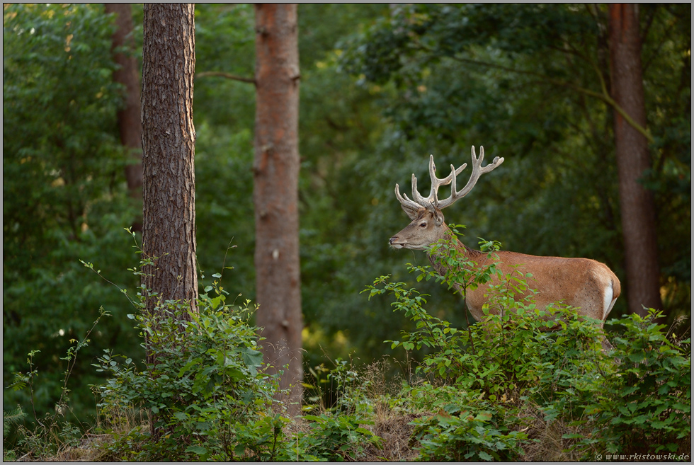 junger Hirsch... Rothirsch *Cervus elaphus*
