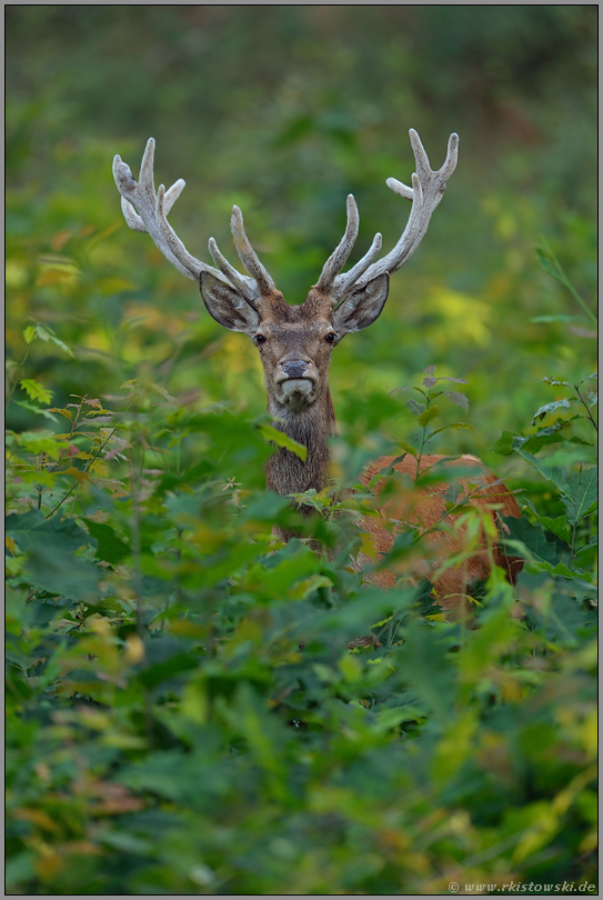 Sommerhirsch... Rothirsch *Cervus elaphus*