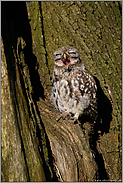 große Klappe... Steinkauz *Athene noctua*