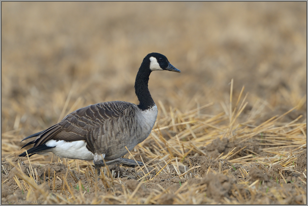 auf abgemähnten Feldern... Kanadagans *Branta canadensis *