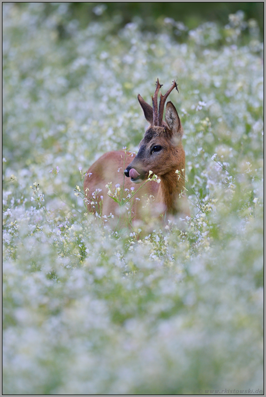 Lecker... Rehbock *Capreolus capreolus*