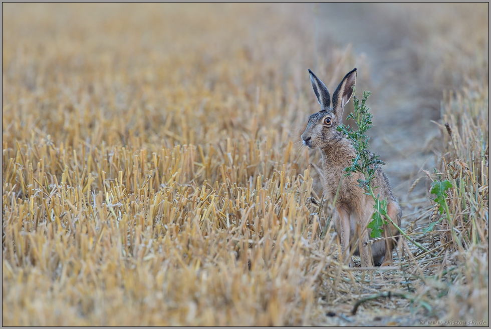 vorsichtiger Blick... Feldhase *Lepus europaeus*