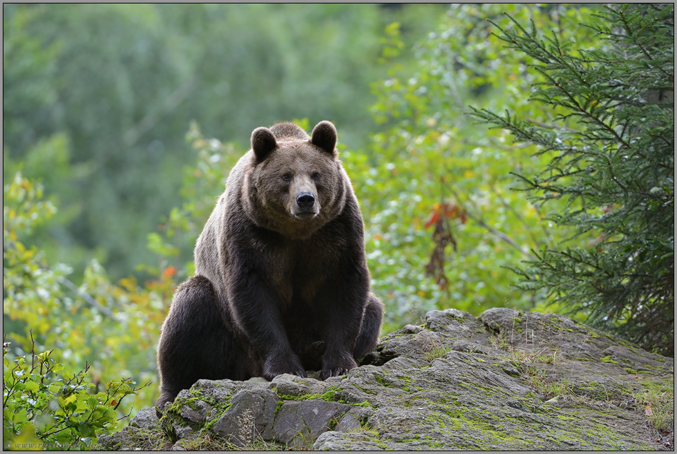 Brummbär... Europäischer Braunbär *Ursus arctos*