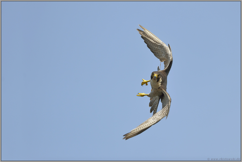 Flugkünstler... Wanderfalke *Falco peregrinus* bei der Jagd