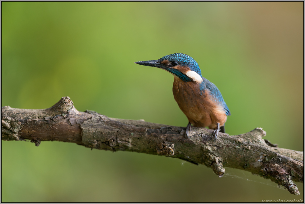 gespannt... Eisvogel *Alcedo atthis*