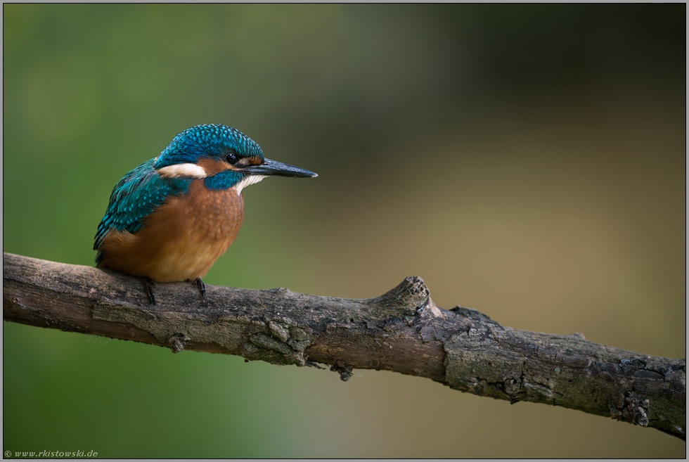 weiße Schnabelspitze, schwarze Füße und perfektes Licht... Eisvogel *Alcedo atthis*