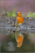 Altvogel an der Tränke... Rotkehlchen *Erithacus rubecula*