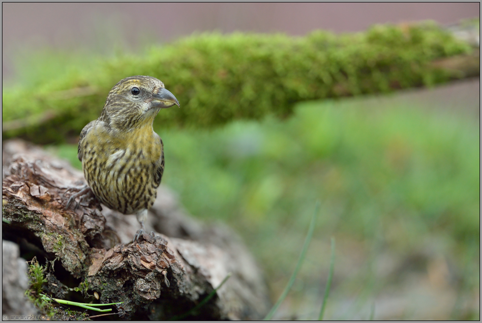 ein Jungvogel... Fichtenkreuzschnabel *Loxia curvirostra*