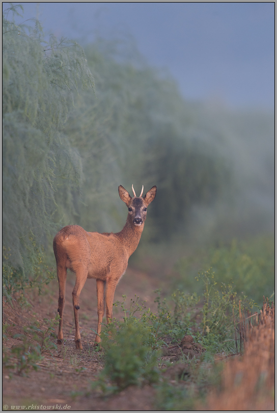 wenn der Spargel schießt... Rehbock *Capreolus capreolus*