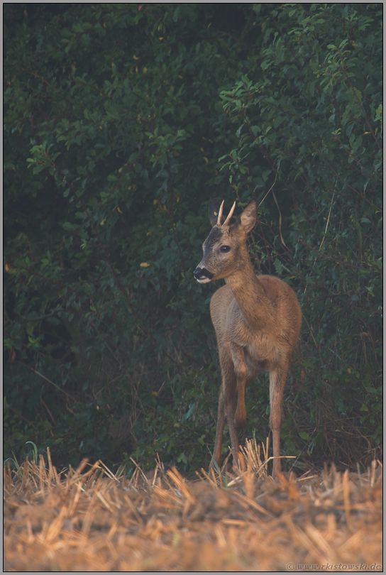 verhoffend... Rehbock *Capreolus capreolus*