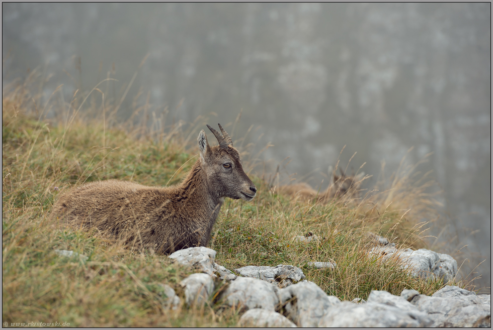 ruhend... Alpensteinböcke *Capra ibex*