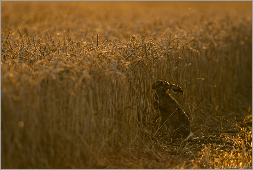 Abend(b)rot... Feldhase *Lepus europaeus*