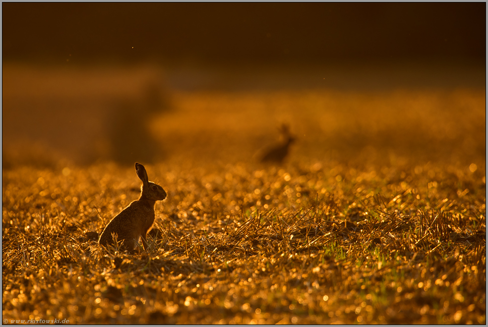 krasses Gegenlicht... Feldhase *Lepus europaeus *