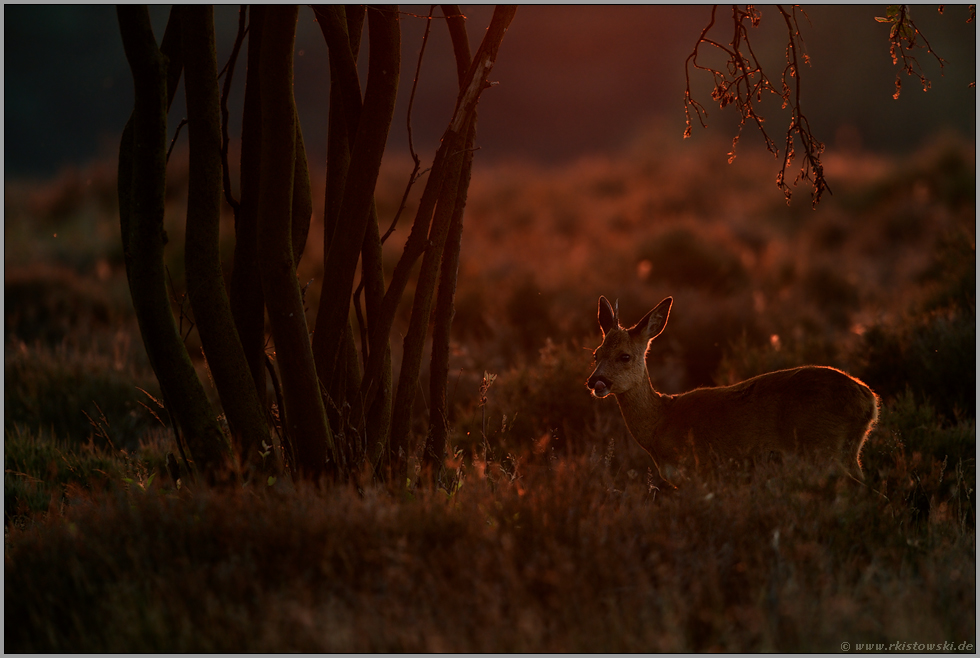 tiefstehende Sonne... Reh *Capreolus capreolus*