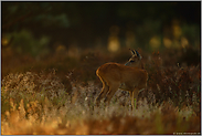 Morgenstimmung... Rehwild *Capreolus capreolus*