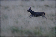 in schnellem Galopp... Sikahirsch *Cervus nippon*