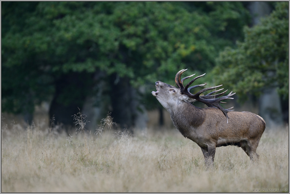 röhrender Hirsch... Rothirsch *Cervus elaphus*