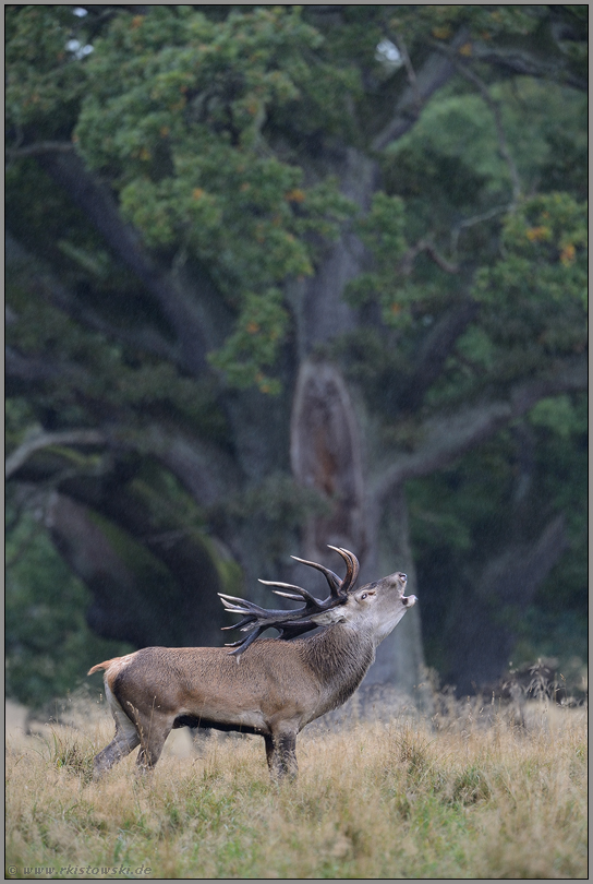 beeindruckend... Rothirsch *Cervus elaphus*