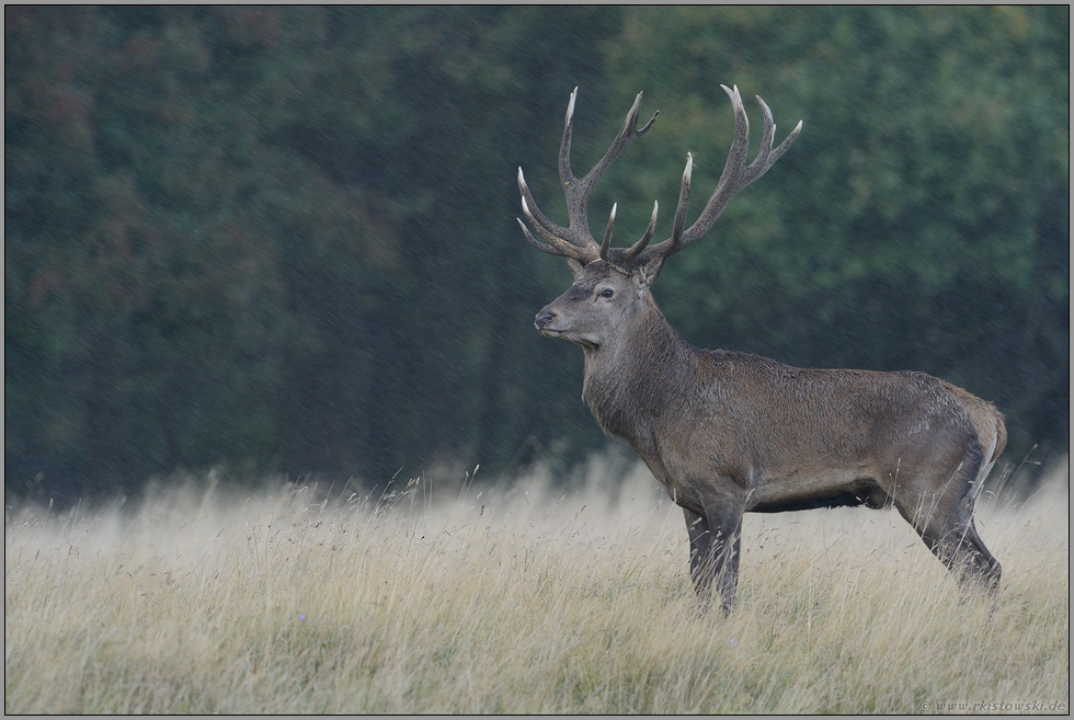 im Regen... Rothirsch *Cervus elaphus*