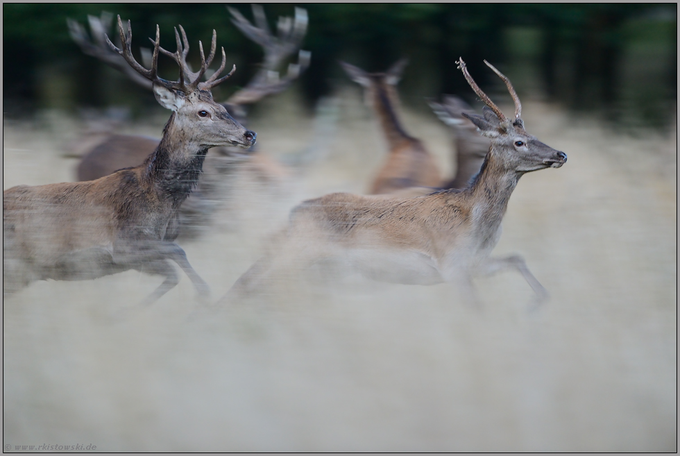 wilde Hatz... Beihirsche *Cervus elaphus*