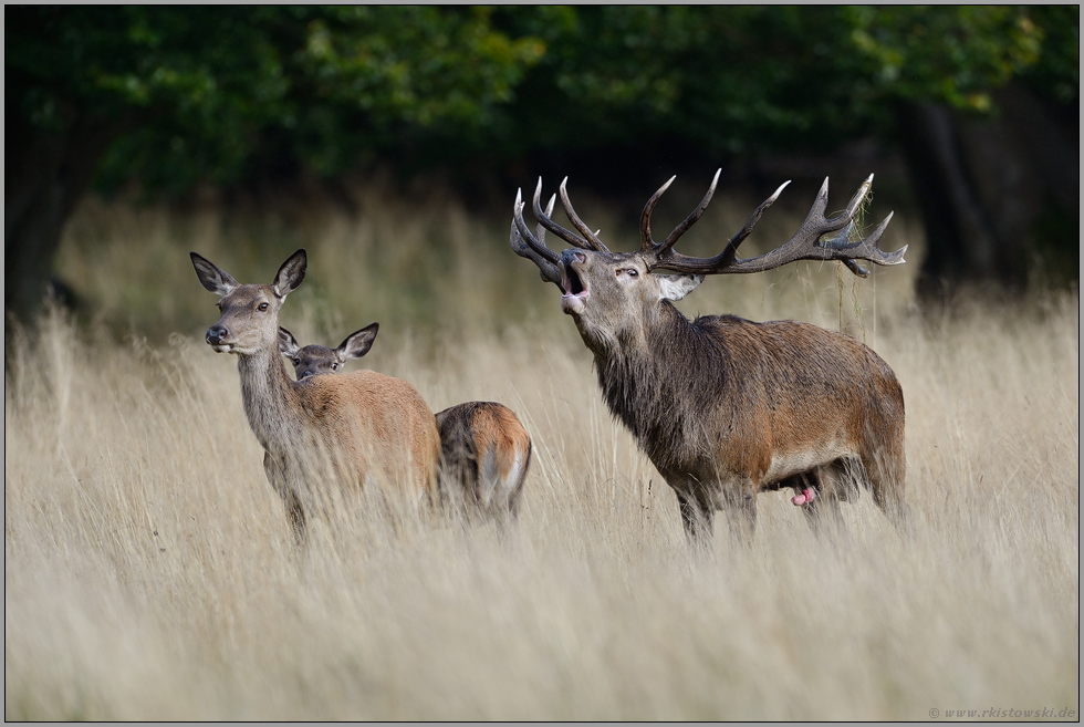 Triumph... Rothirsch *Cervus elaphus *