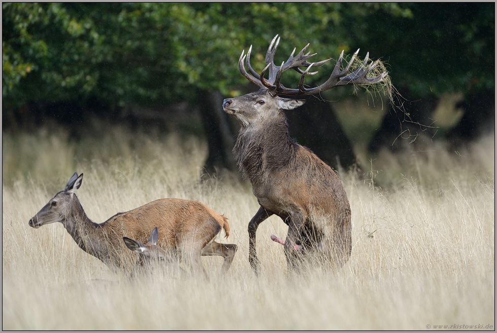 der Absprung... Rothirsch *Cervus elaphus *