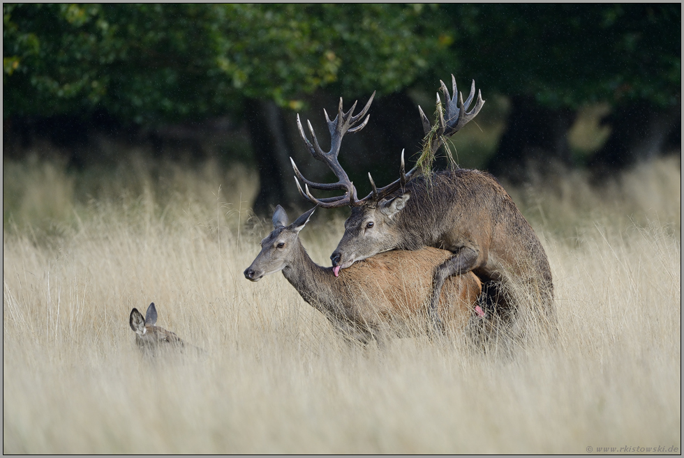 der Beschlag... Rotwild *Cervus elaphus*