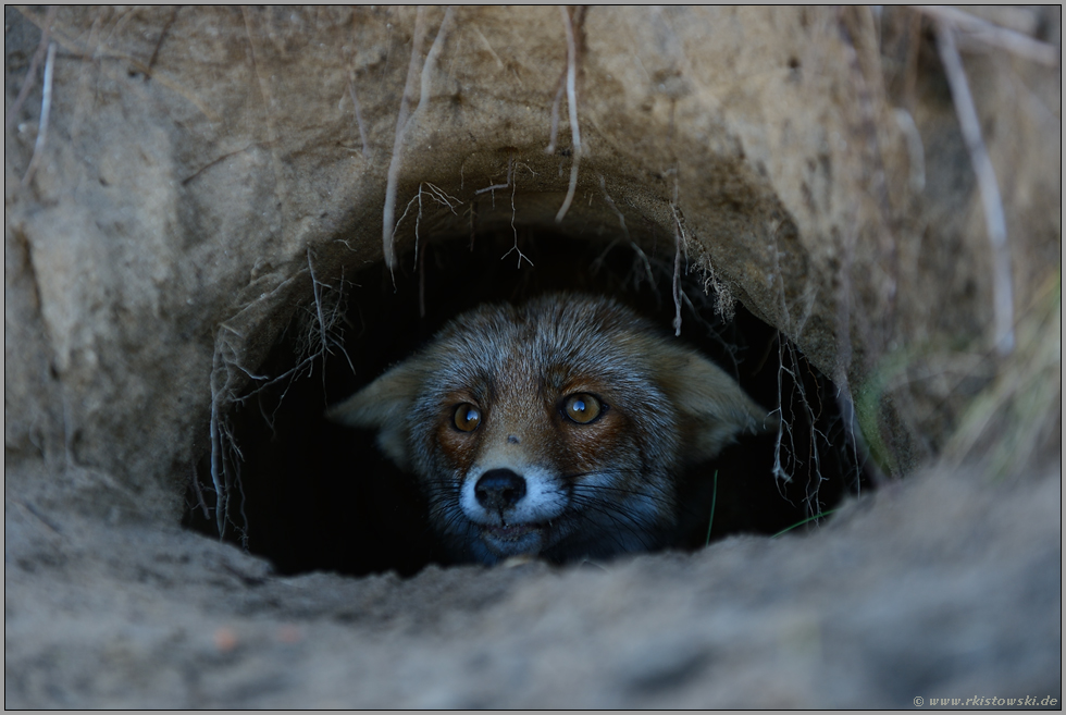 im Fuchsbau... Rotfuchs *Vulpes vulpes* schaut aus seinem Bau