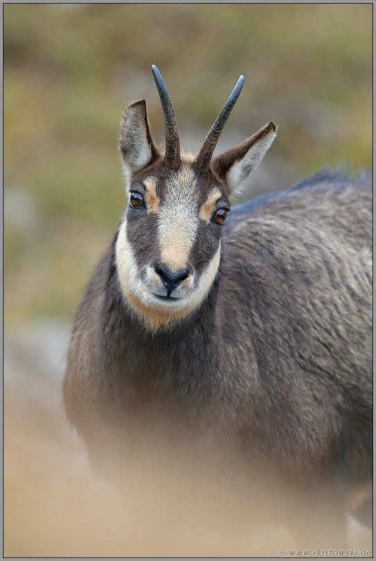 im Portrait... Gämse *Rupicapra rupicapra *