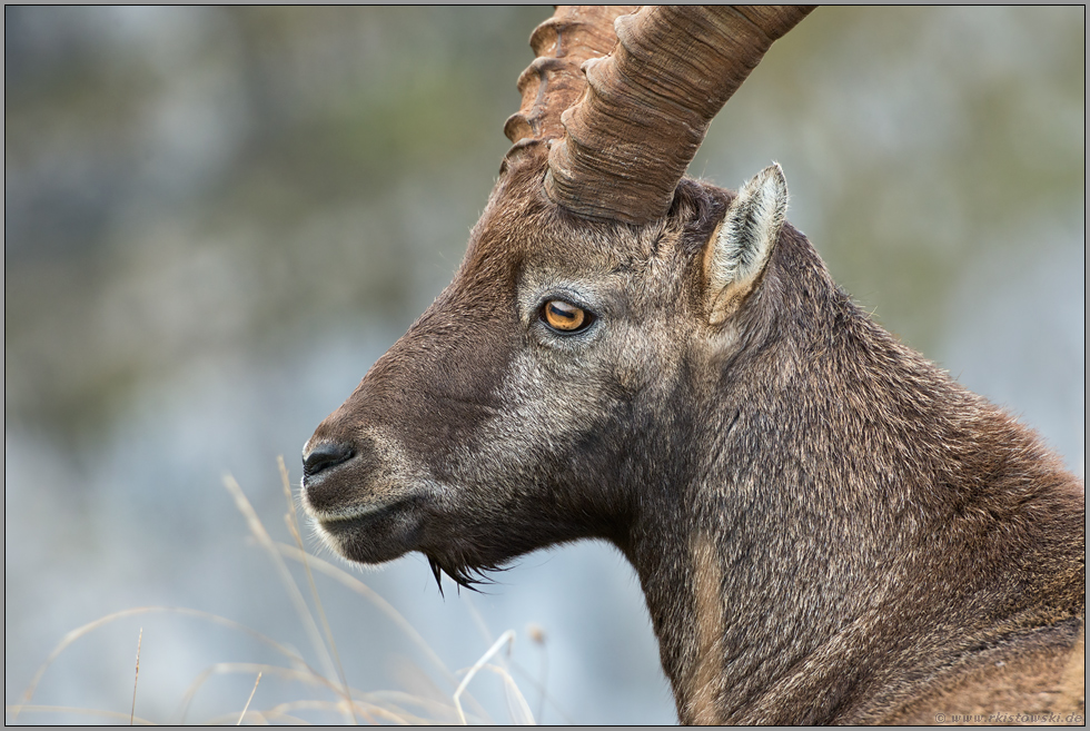 Kopfportrait... Alpensteinbock *Capra ibex*