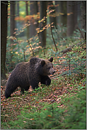 auf Erkundungstour... Europäischer Braunbär *Ursus arctos*