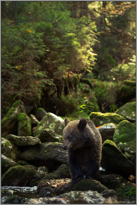 am Wildbach... Europäischer Braunbär *Ursus arctos*