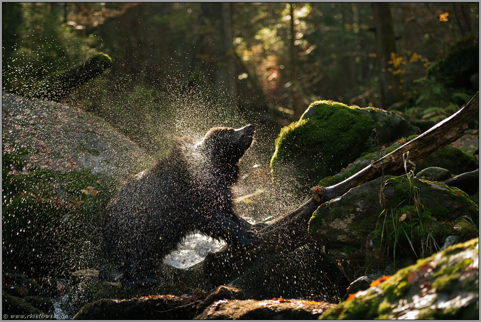 shake, rattle and roll... Europäischer Braunbär *Ursus arctos*