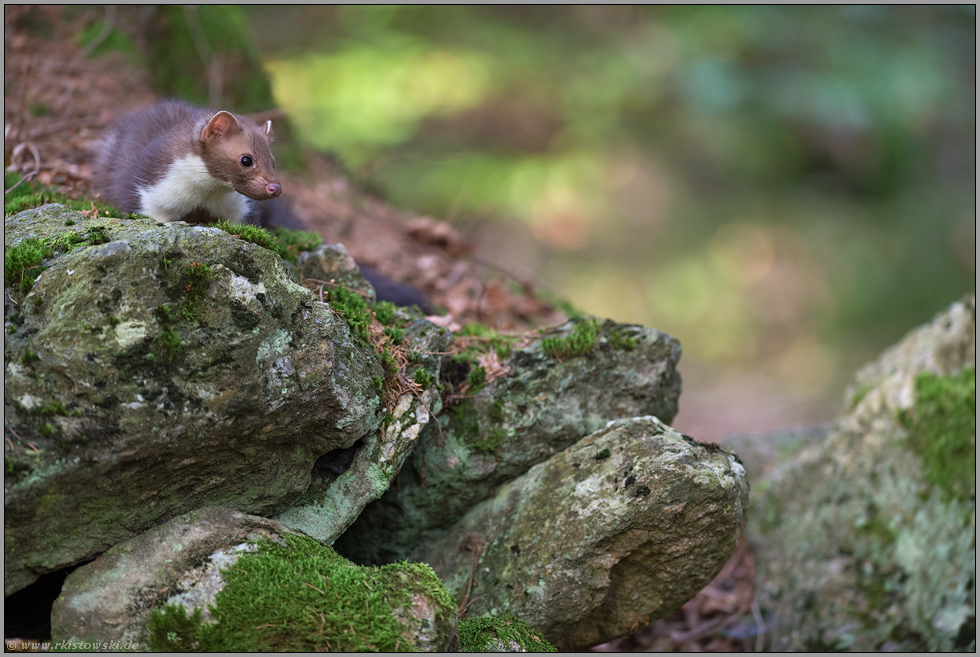 in seinem Revier... Steinmarder *Martes foina*