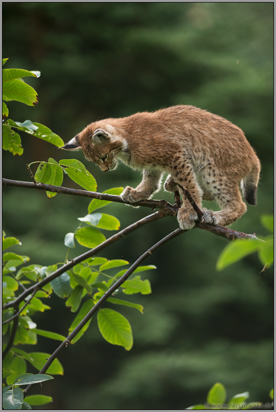 der Blick nach unten... Eurasischer Luchs *Lynx lynx*