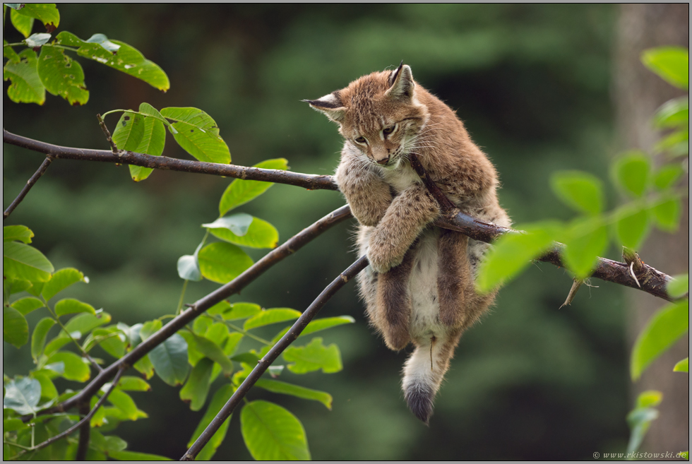 einfach mal abhängen... Eurasischer Luchs *Lynx lynx*