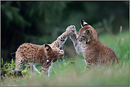 verspielt... Eurasischer Luchs *Lynx lynx*