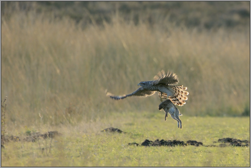 schwere Last... Habicht *Accipiter gentilis* mit Kaninchem im Fang