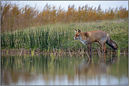 gebannter Blick... Rotfuchs *Vulpes vulpes*