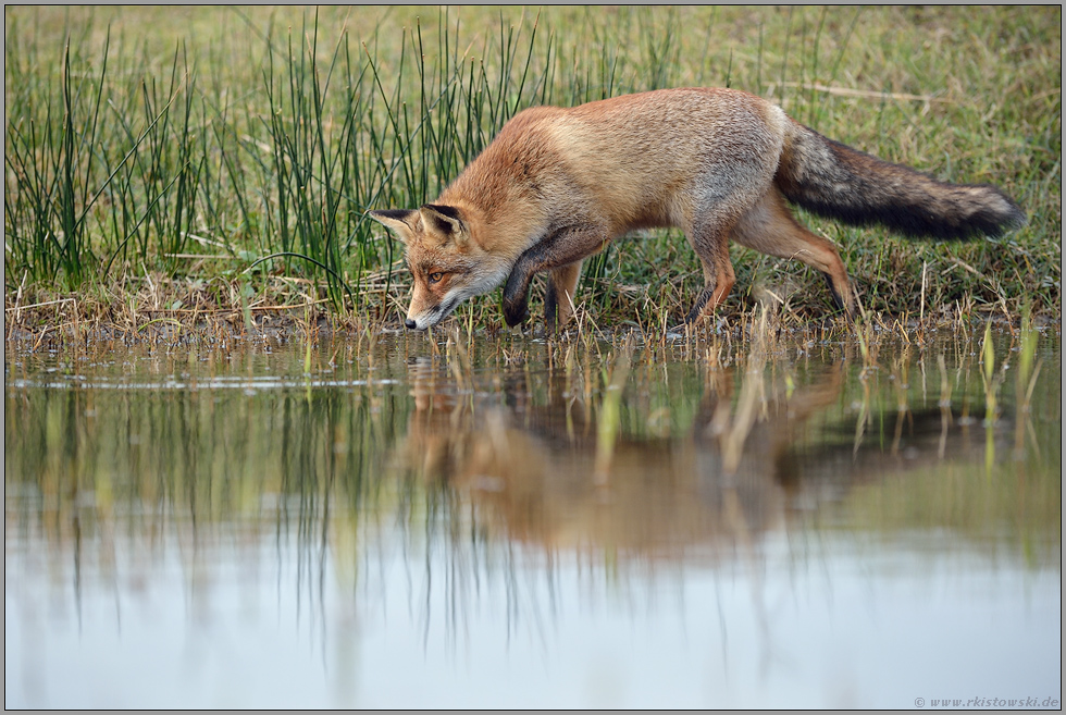 immer der Nase nach... Rotfuchs *Vulpes vulpes*