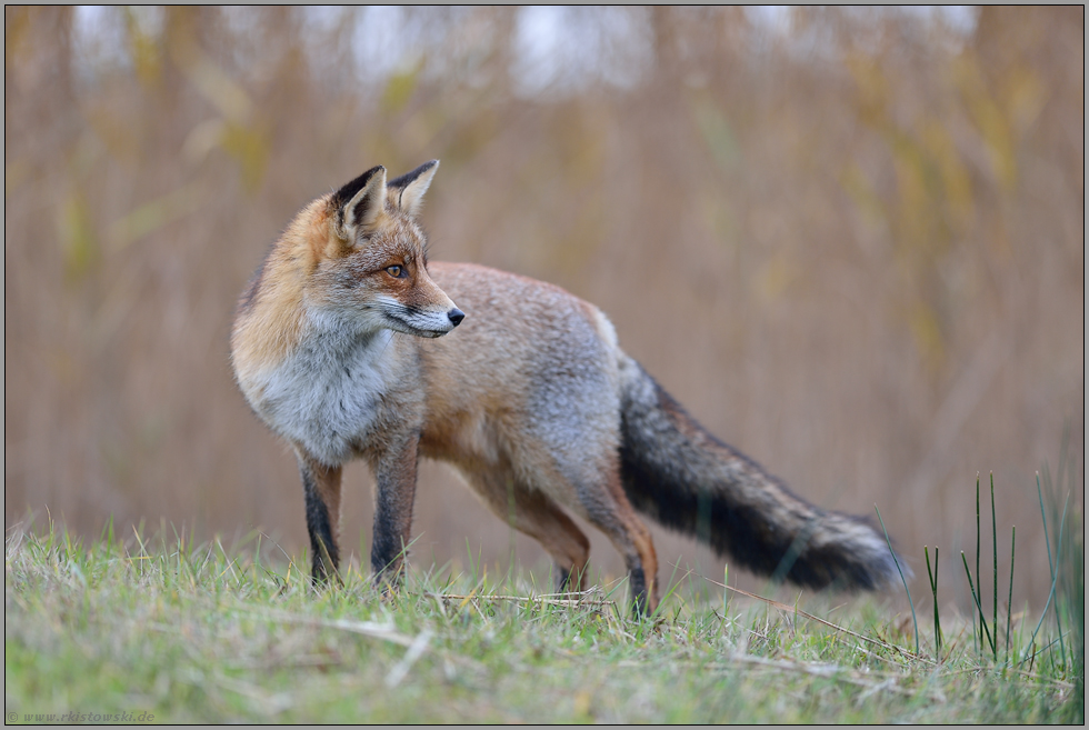 ein Blick zurück... Rotfuchs *Vulpes vulpes*