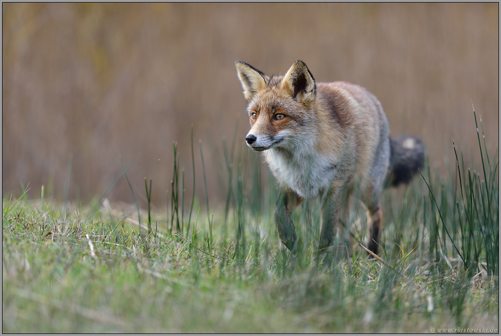 zielorientiert... Rotfuchs *Vulpes vulpes*